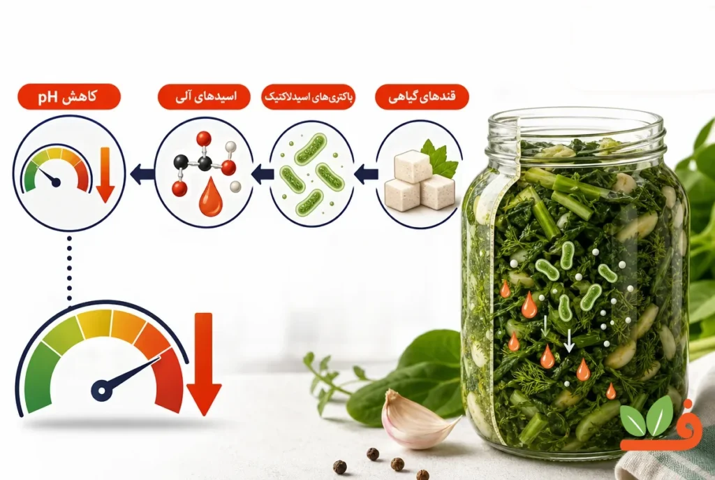 نمودار تبدیل قند سبزیجات به اسیدهای آلی و ایجاد طعم ترش در تخمیر لاکتیکی